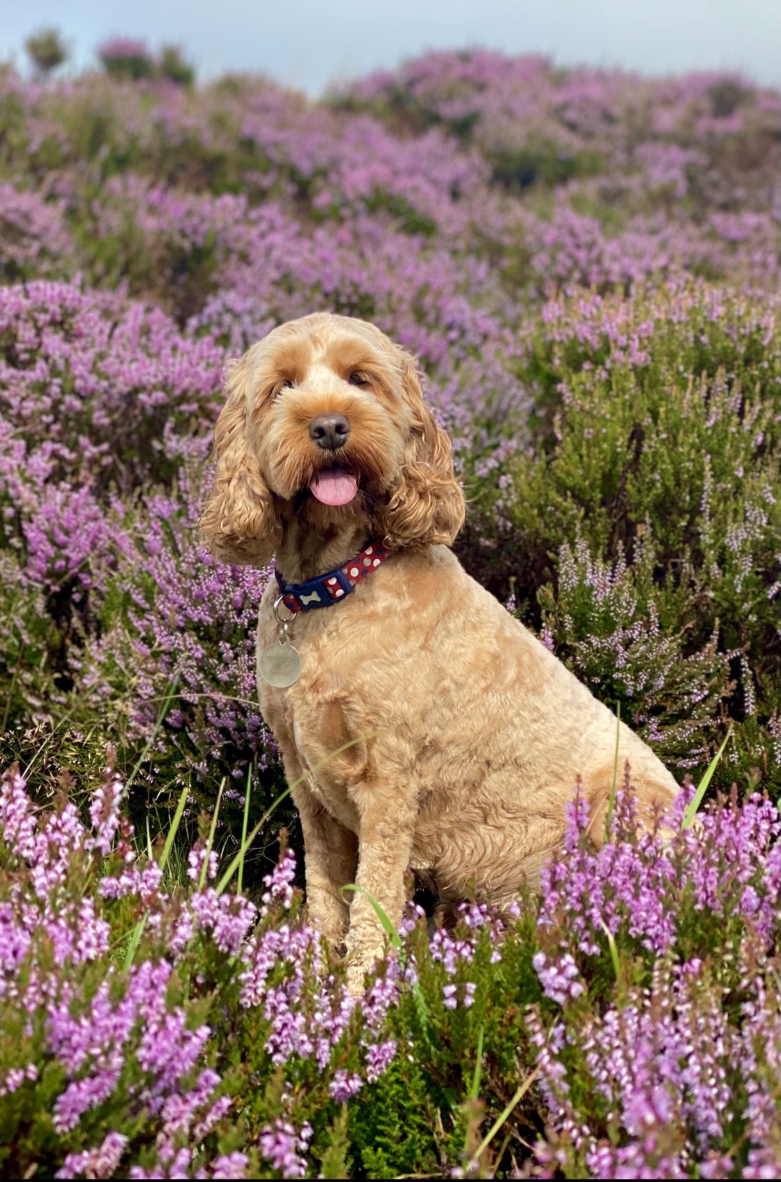 Dog picture